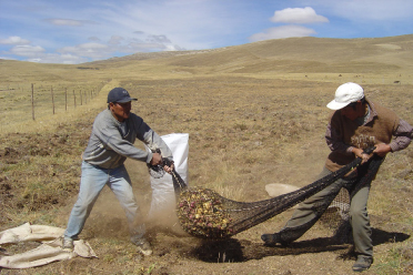 Pérou récolte maca tubercule